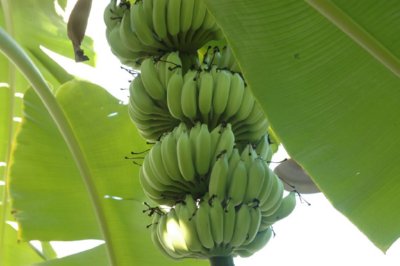 FRUTO  ALIMENTOS ELABORACION
