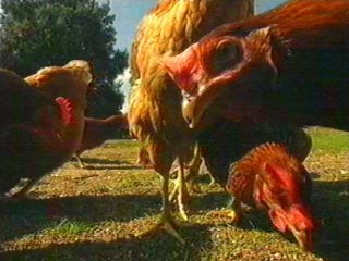 GALLINAS  ALIMENTOS ELABORACION