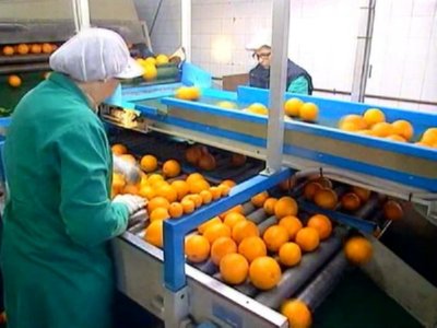 SELECCION NARANJAS (2)  ALIMENTOS ELABORACION