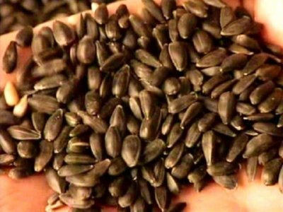SEMILLA GIRASOL  ALIMENTOS ELABORACION