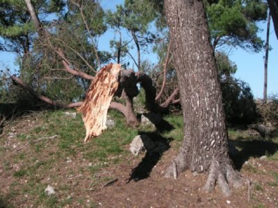 RURAL  CAMPO ESPAMICA