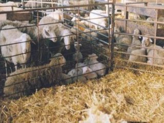 OVEJAS  CAMPO APEROS