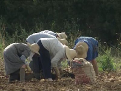 PATATAS  CAMPO APEROS