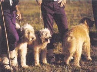 PERROS  CAMPO APEROS