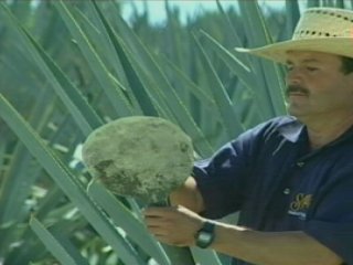 TRABAJO  GANADO