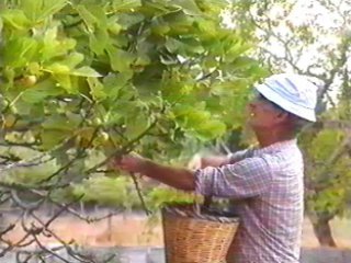 TRABAJO  LABRANZA