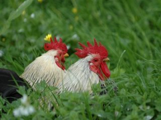 GALLOS  LABRANZA