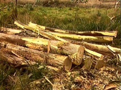 TRONCOS  LEADOR BOSQUE