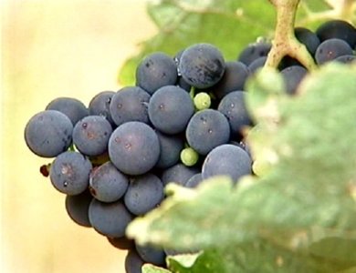 Uva  MADERA TALA