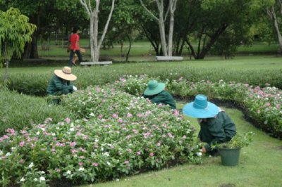jardineria  LEADOR BOSQUE
