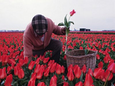 FLORES  CAMPESINOS