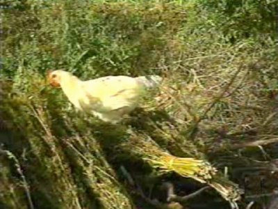 GALLINAS  CAMPESINOS