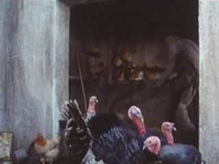 PAVOS  CAMPESINOS
