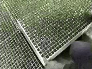 SEMILLERO  CAMPESINOS