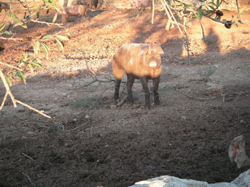 CERDO  FOTOS IMAGENES