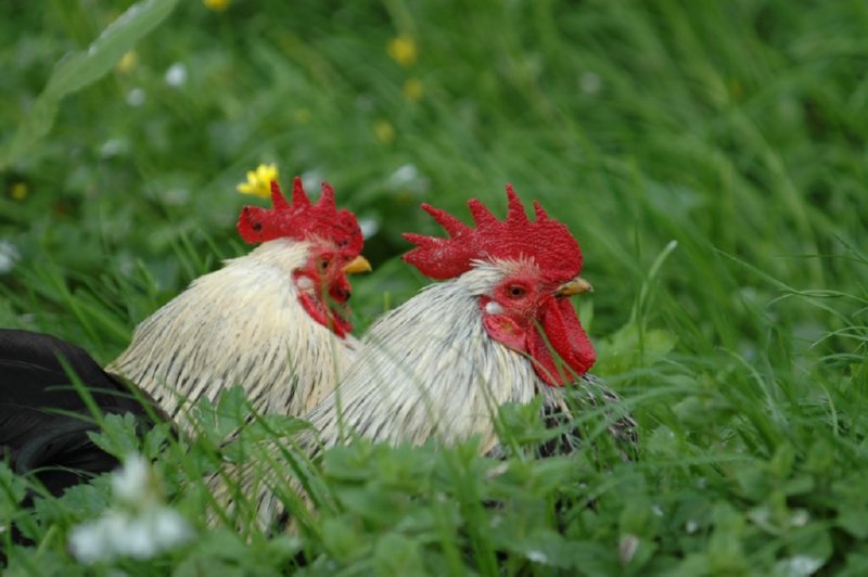 GALLOS  FOTOS IMAGENES