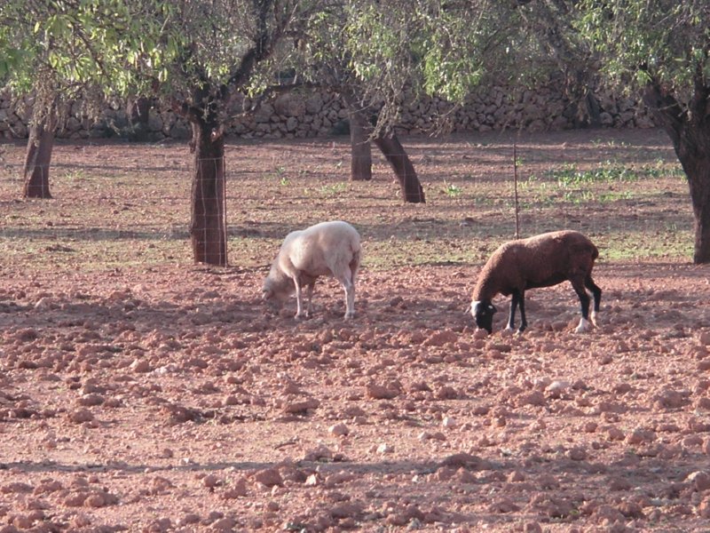 OVEJAS  FOTOS IMAGENES