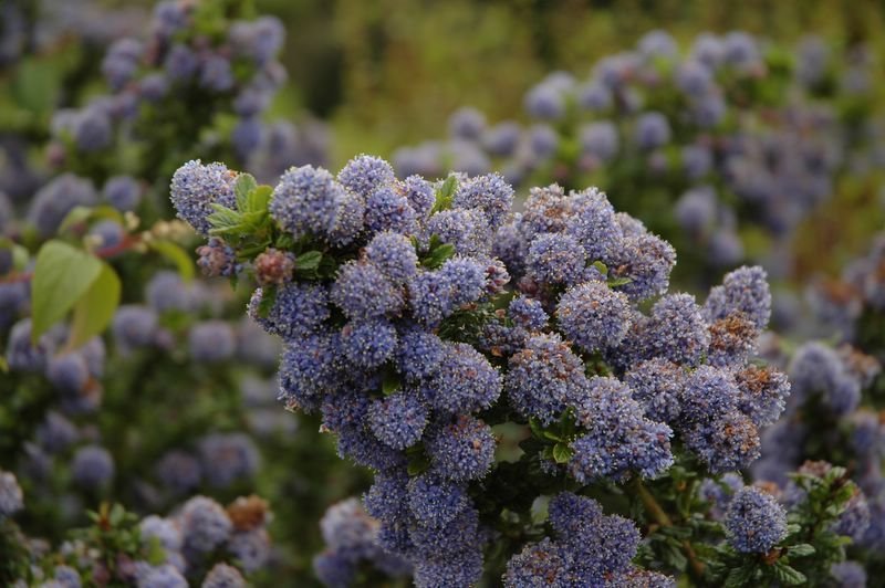 UVAS  FOTOS IMAGENES
