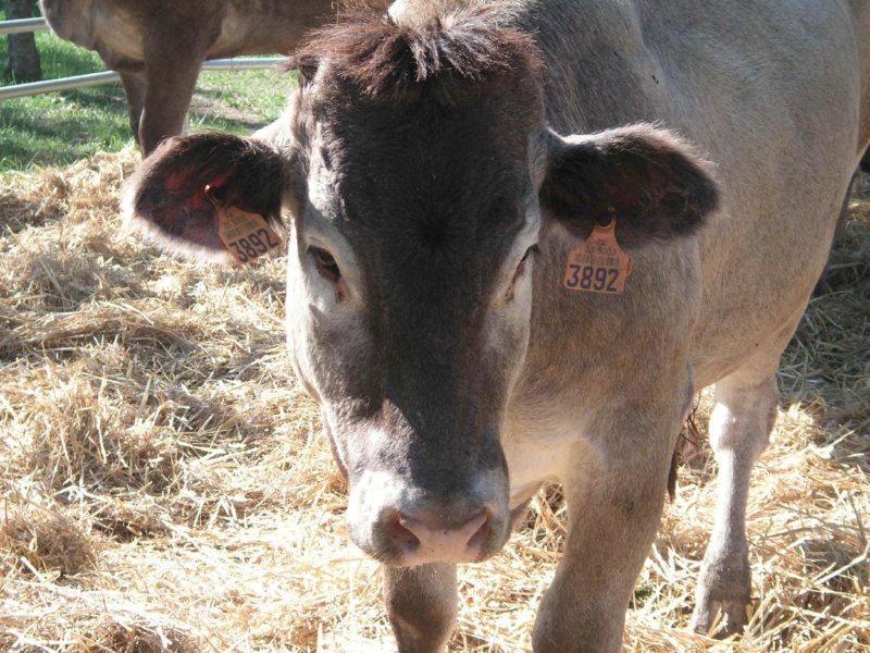 VACAS  FOTOS IMAGENES