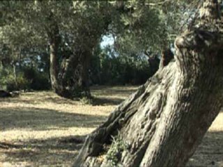 CAMPO_34