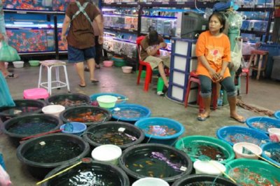 COMERCIO - PECES