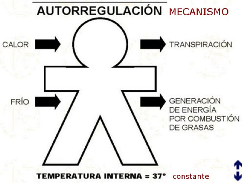 Diapositiva22