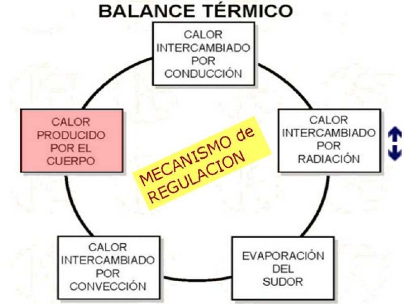 Diapositiva23