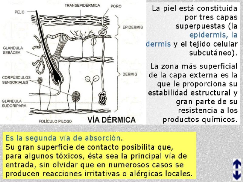 Diapositiva11