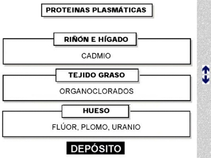 Diapositiva13