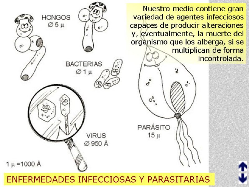 Diapositiva42