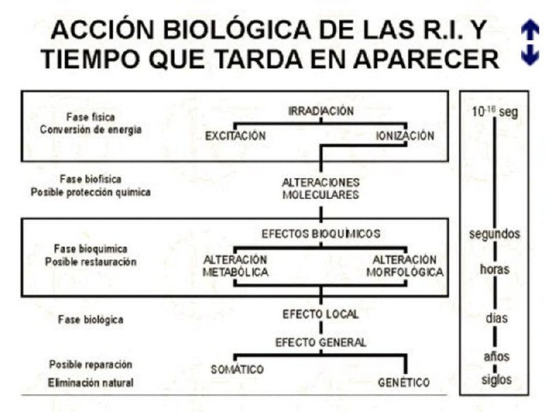 Diapositiva09