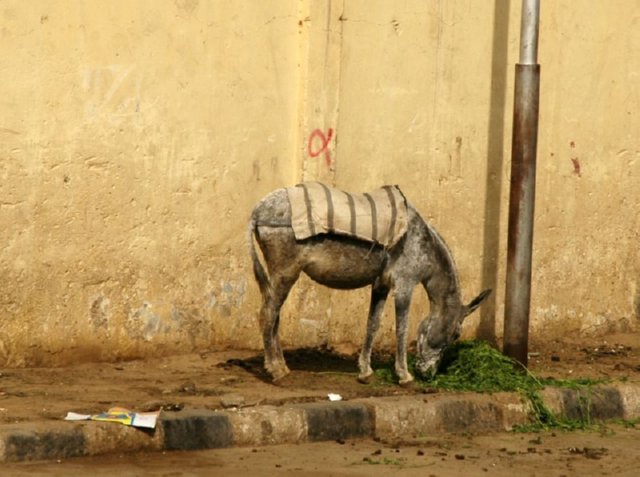 BURRO  IMAGENES FOTOS