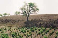 CAMPO  IMAGEN FOTOGRAFIA