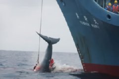 BALLENAS  IMAGEN FOTOGRAFIA