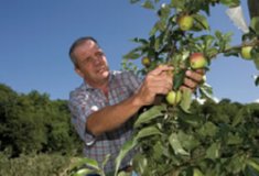 MANZANAS  IMAGEN FOTOGRAFIA