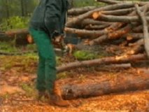 FORESTAL  IMAGEN FOTOGRAFIA
