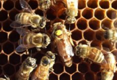 ABEJAS  IMAGEN FOTOGRAFIA