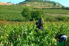 VINO  IMAGEN FOTOGRAFIA  525 