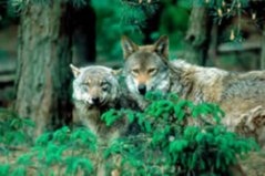 LOBO  IMAGEN FOTOGRAFIA