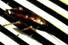 CUCARACHA  IMAGEN FOTOGRAFIA