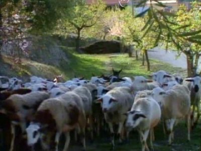 TRASHUMANCIA  LEADOR BOSQUE