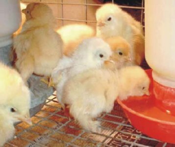 pollos  LEADOR BOSQUE