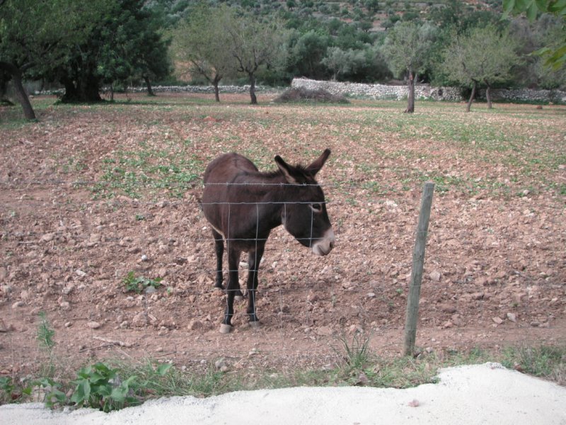 ASNO  FOTOS IMAGENES