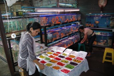 COMERCIO - ACUARIO