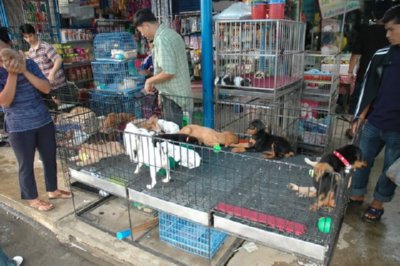 COMERCIO - CACHORROS