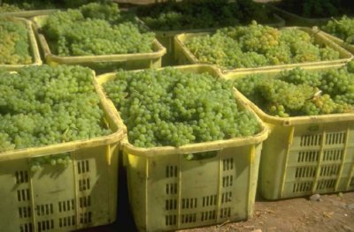 COMERCIO - UVAS