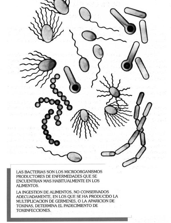 ALIMENTOS005